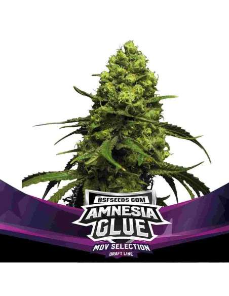 BSF Seeds- Amnesia Glue - 1