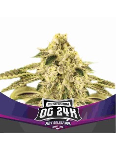 BSF Seeds - OG24K - 1