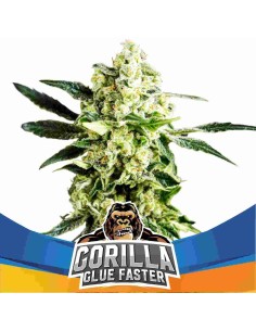 BSF Seeds - Gorilla Glue Faster - 1