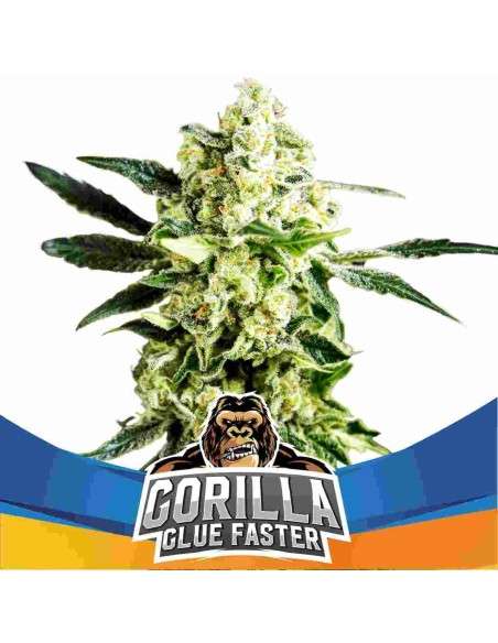 BSF Seeds - Gorilla Glue Faster - 1