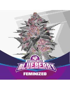 BSF Seeds - Blueberry - 1