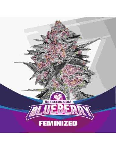 BSF Seeds - Blueberry - 1