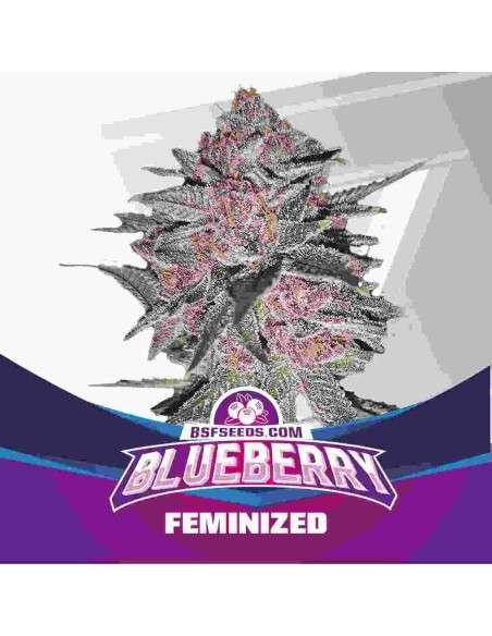 BSF Seeds - Blueberry - 1