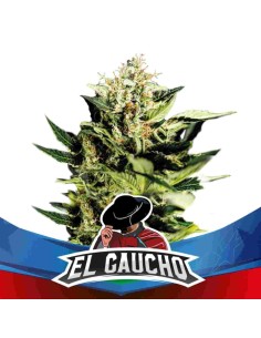 BSF Seeds -El Gaucho Faster Flowering - 1
