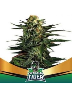 BSF Seeds - Green Tiger Faster Flowering - 1