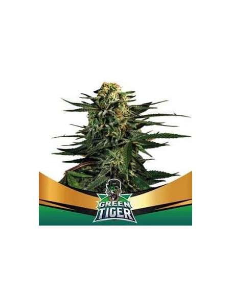 BSF Seeds - Green Tiger Faster Flowering - 1