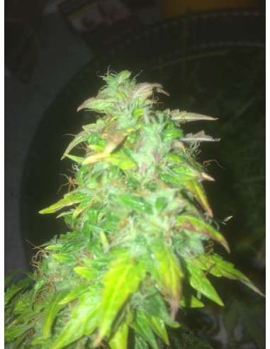 SWEET SEEDS - Fast Bud 2 - 4