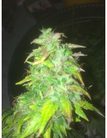 SWEET SEEDS - Fast Bud 2 - 4