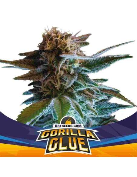 BSF Seeds - Gorilla Glue Auto - 1