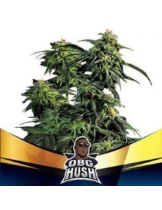 BSF Seeds - OBG Kush Fast Flowering - 1