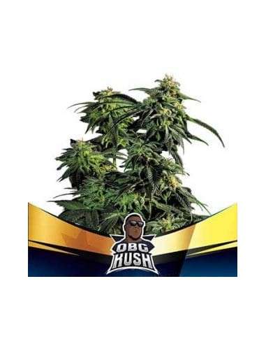 BSF Seeds - OBG Kush Fast Flowering - 1