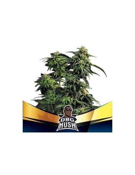 BSF Seeds - OBG Kush Fast Flowering - 1