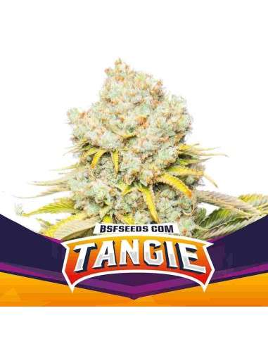 BSF Seeds - Tangie - 1