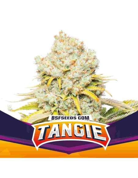 BSF Seeds - Tangie - 1