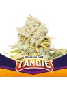 BSF Seeds - Tangie - 1