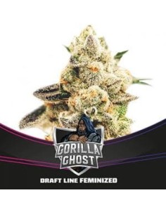 BSF Seeds - Gorilla Ghost - 1