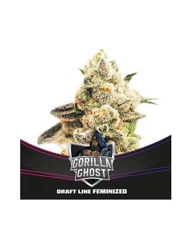 BSF Seeds - Gorilla Ghost - 1