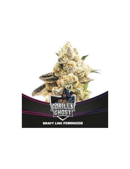BSF Seeds - Gorilla Ghost - 1