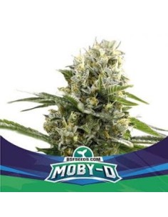 BSF Seeds - Moby-D XXL Auto - 1