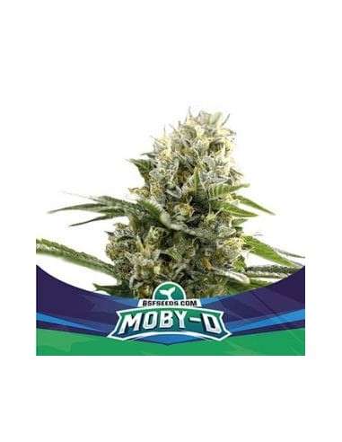 BSF Seeds - Moby-D XXL Auto - 1