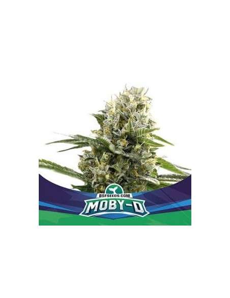 BSF Seeds - Moby-D XXL Auto - 1