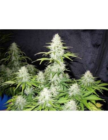 SWEET SEEDS - Fast Bud 2 - 5