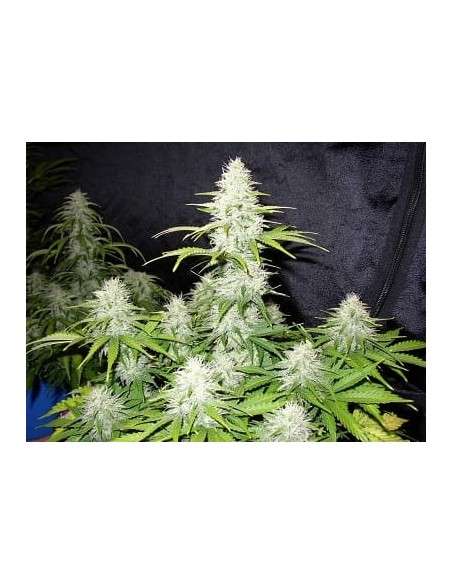 SWEET SEEDS - Fast Bud 2 - 5