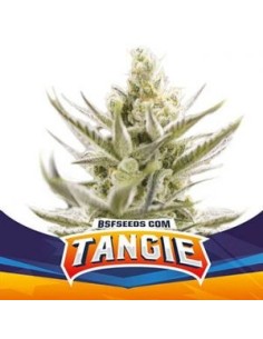 BSF Seeds - Tangie XXL Auto - 1