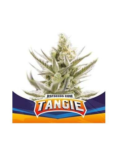 BSF Seeds - Tangie XXL Auto - 1
