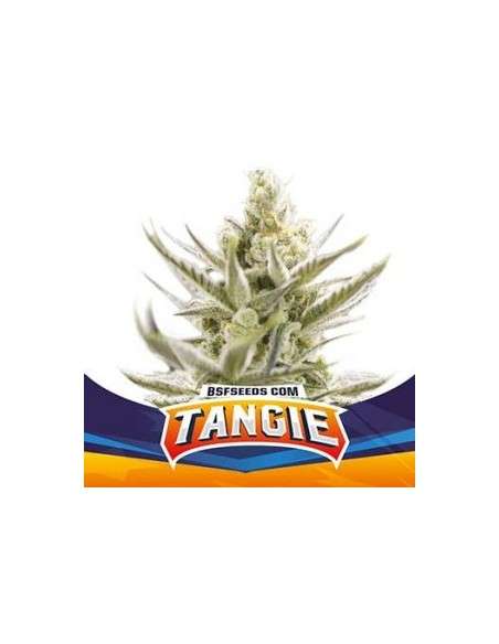 BSF Seeds - Tangie XXL Auto - 1