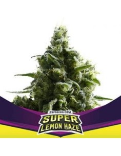 BSF Seeds - Super Lemon Haze - 1