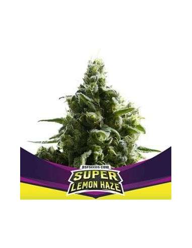 BSF Seeds - Super Lemon Haze - 1