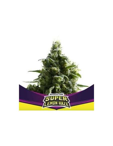 BSF Seeds - Super Lemon Haze - 1