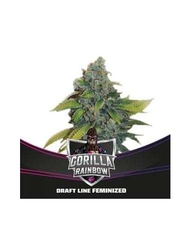 BSF Seeds - Gorilla Rainbow - 1