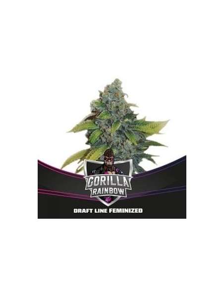BSF Seeds - Gorilla Rainbow - 1