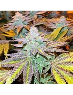 Gorilla Zkittlez - 1