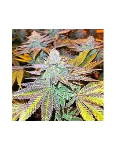 Gorilla Zkittlez - 1