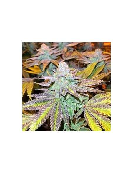 Gorilla Zkittlez - 1