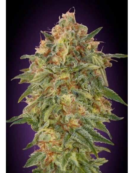 Zkittlez - 1