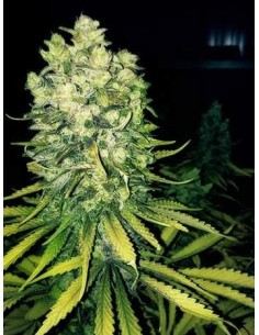 Sour Diesel - 1