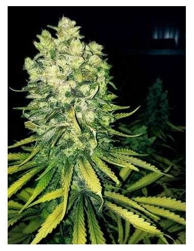 Sour Diesel - 1