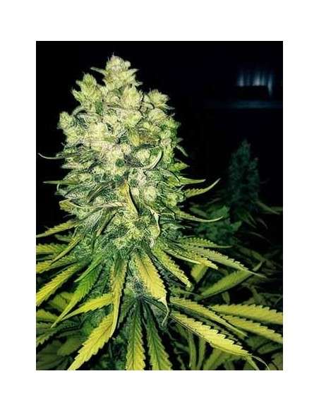Sour Diesel - 1