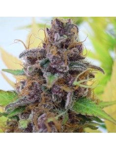 Gelato Auto - 1