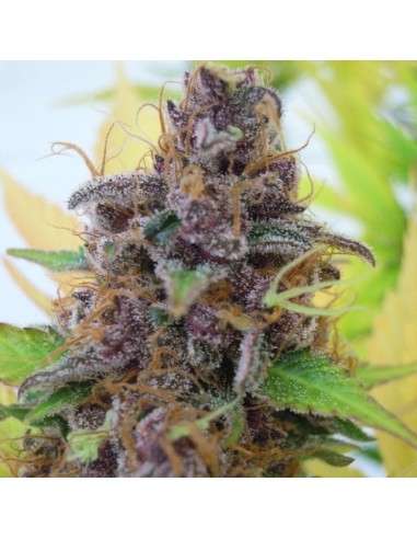 Gelato Auto - 1
