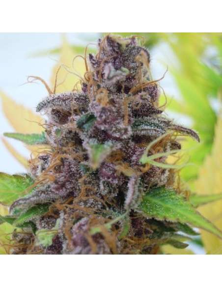 Gelato Auto - 1