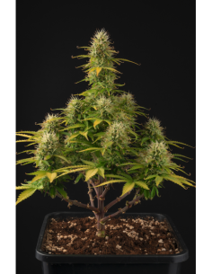 Girl Scout Cookies Auto - 1