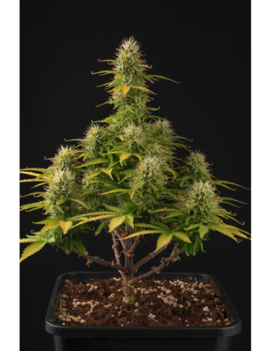 Girl Scout Cookies Auto - 1