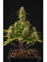 Girl Scout Cookies Auto - 1