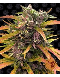 Barney's Farm - Gorilla glue Auto - 1