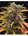 Barney's Farm - Gorilla glue Auto - 1